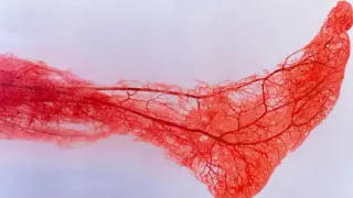 Your Calves as a Hidden Blood Pump—and Why Moving Them Matters