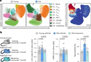 Blocking CCR5 Rebalances Age-Linked Immune Shifts Driven by Cytotoxic CD4+ T Cells