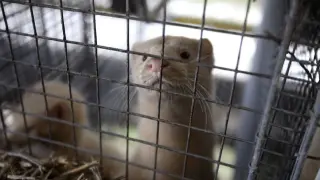 Utah Mink Farm Bird Flu Outbreak Exposes Regulatory Gaps and Public Health Concerns