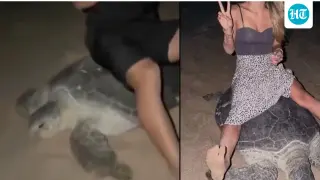 Oman initiates legal proceedings against Ukrainian influencers for riding nesting sea turtle