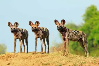 Zambian Wild Dog Brothers Set Record with 2,564-Mile Trek Across Human-Dominated Land