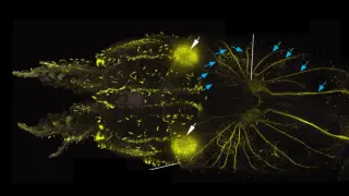 Squid Skin Reveals Complex Hair Cells That Mirror Human Hearing Mechanisms