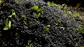 California Grapes Go Unsold as Wine Demand Dips, Forcing Vineyard Reductions