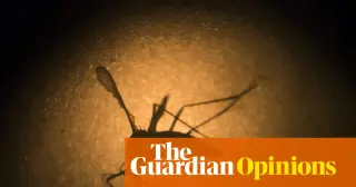 Australia’s mosquito trial offers blueprint for Google’s US release plan