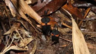 Demon Flower Discovered in Thai Forest Faces Extinction Risk
