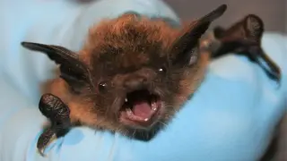 Bat Landing on Sleeping Face Leads to Ontario’s First Local Rabies Death in Years