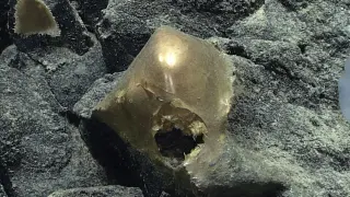 Golden orb off Alaska traced to secretions from a deep-sea anemone-like creature