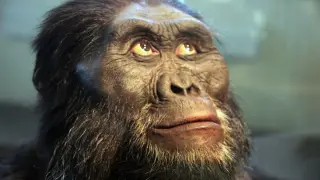 Ancient Apes May Be Recast Into Homo as Taxonomy Gets a Modern Makeover