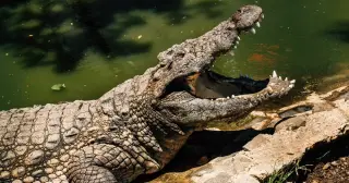 Toddler critically injured after crocodile enclosure incident at UK zoo