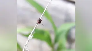 Mild Winter Spurs Tick Surge: Precautions for Outdoors