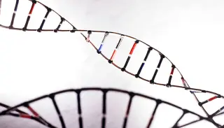 Hidden ribonucleotides in DNA steer genome organization