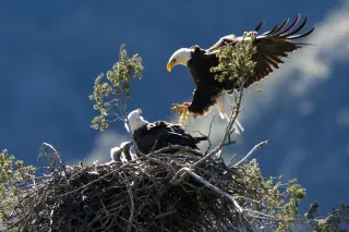 Florida Bald Eagle Builds World’s Heaviest Nest, Weighing Over Two Tons