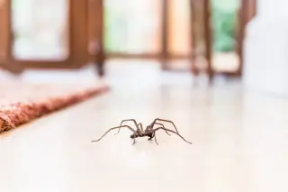 Spiders at home aren’t threats—they’re allies in pest control