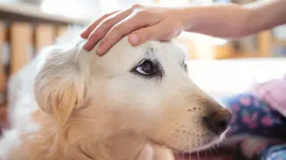 Dog Touch Buffers Future Stress, Not Immediate Recovery