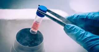 Orbital Blastoids Probe Early Human Development in Microgravity