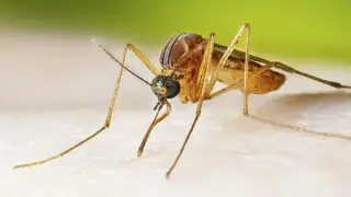 LA County Hits 100 West Nile Cases, 5 Deaths as Season Peaks