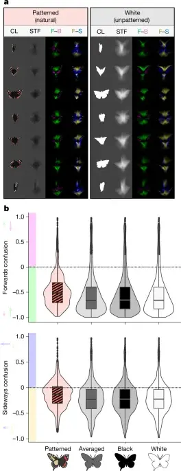 Butterfly Wing Patterns Create Motion Illusions to Confuse Predators