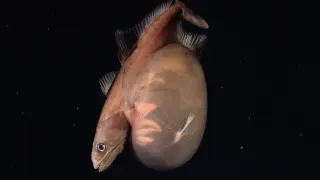 Deep-Sea Swallower Fish Captured Swallowing Prey Ten Times Its Mass