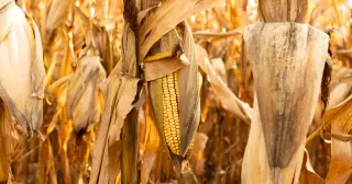 War Strain Pushes Fertilizer Costs Up, Hitting U.S. Farmers