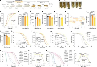 Fruit Fly Protein Lsp2 Links Early Diet to Adult Lifespan