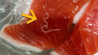 Tuna in Brazilian Study Found Parasites in 96% of Specimens, Highlighting Processing Safeguards