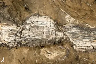 NZ cave fossils reveal a forgotten million-year avifauna