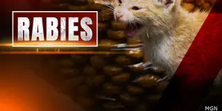 Roanoke Health Districts Confirm Rabies in Cat Found Near 11th Street