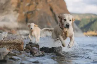 Olivia Leads Lakeside Play with Two Golden Retrievers