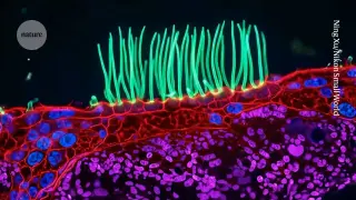 Nikon investigates AI use in winning microscopy video after scientists flag biological errors