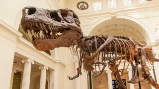 Giant Jaws, Tiny Arms: Study Links T. rex Arm Reduction to Skull Power