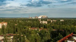Chernobyl Exclusion Zone Emerges as a Haven for Large Mammals