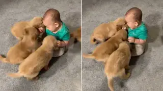Tiny Toddler, Big Pack: The Pup Pack Follows His Lead