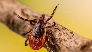 Ticks and Mosquitoes Are Expanding Health Threats Across the U.S.