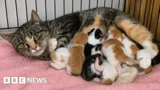Gemini the Janus kitten: rare two-nosed birth at Welsh cat rescue