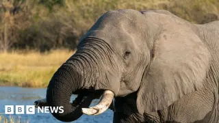 Botswana authorizes slaughter of 23 elephants for 60th independence anniversary