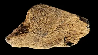 Britain’s 500,000-year-old elephant bone tool reveals early humans’ refined toolmaking