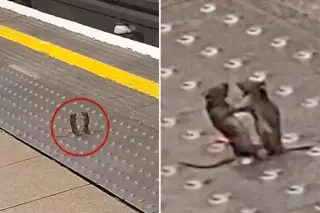 Tube-side bout: boxing mice steal the show on London Underground