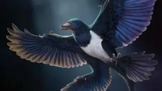 New four-winged dinosaur fossil from China suggests flight evolved independently in birds and microraptorines