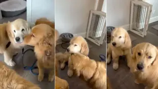 Homecoming Snuggles: Golden Retriever Oakley Reunites with Siblings After Surgery