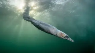 Gannet Dive Wins Bird Photographer of the Year 2026 Amid AI Concerns