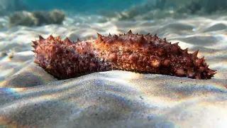Detached sea cucumber tissue stays alive, challenging life’s boundaries