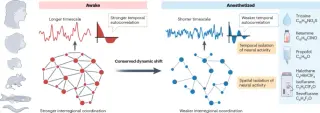 Anesthesia's Neural Signature Persists Across Evolution and in Lab-Grown Brain Models
