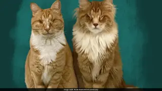 Cornell Study Identifies First Feline Marfan Syndrome Cases in Sibling Cats