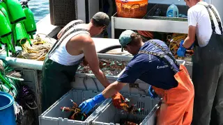 Maine Lobsterman’s Rare 'Cotton Candy' Catch Heads to University for Genetic Study
