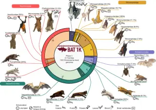 Genomic and fossil data confirm European origin of bats 65 million years ago