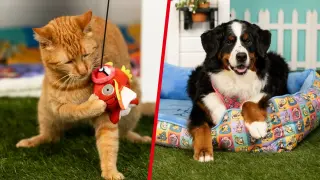 Pokémon Unleashes Playful Partners Pet Merch for Dogs and Cats