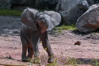 The Elephant-Mouse Myth: Not Fear, But Physics and Caution