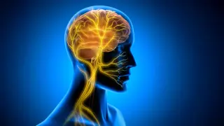 Post-Training Vagus Nerve Stimulation Enhances Long-Term Motor Skill Retention in Mice