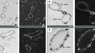Bacteria in a Ghost Mine Lock Away Uranium as Stable Mineral