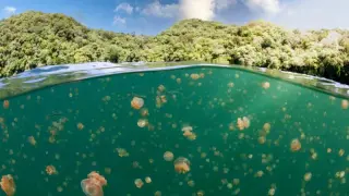 Floating with Palau’s Stingless Golden Jellyfish